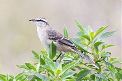 Chalk-browed Mockingbird